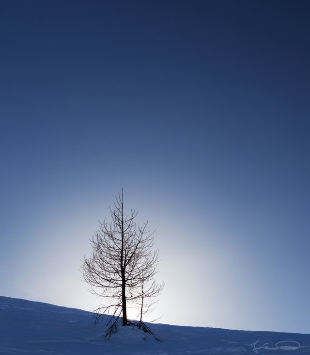 2019-02-21-Villach-Dobratsch-enlightened-Tree-01.jpg