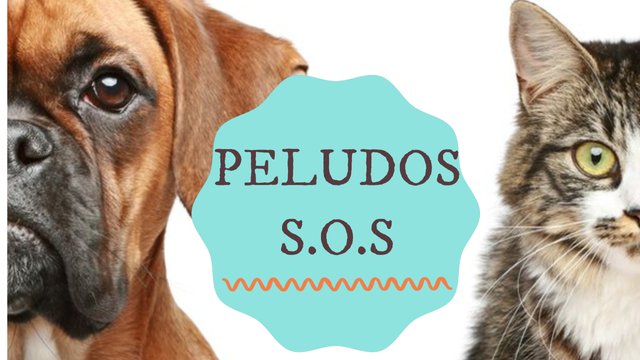 Peludos sos.jpg