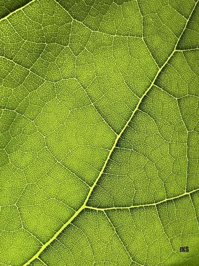signature leaf.jpg
