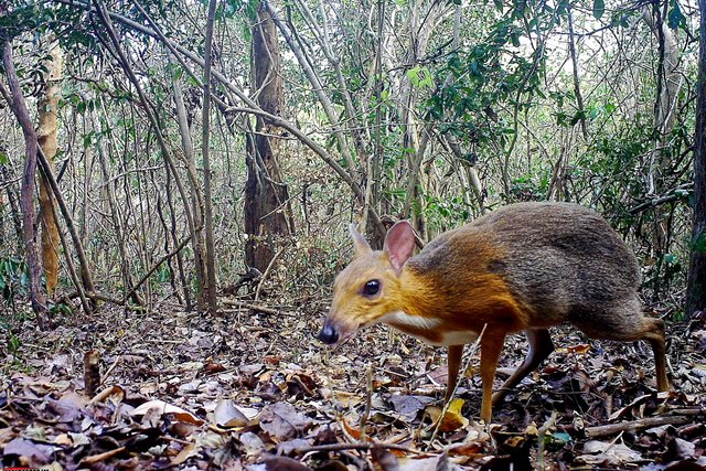 191112-silver-backed-chevrotain-cs-1043a_e64f70c5eee0bc9e49ce7f91523536f7.jpg