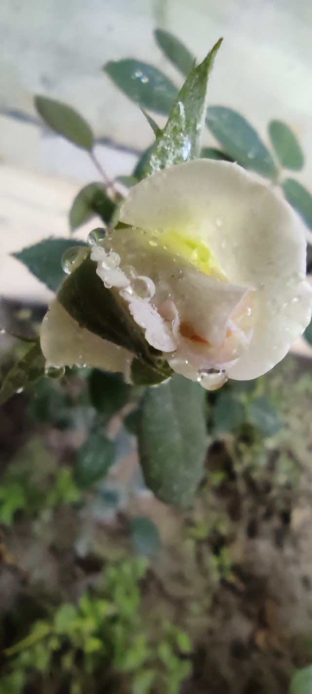 IMG_20210520_181943.jpg