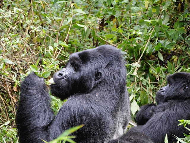 Best Way to Place a Safari Tour in Rwanda with Best Experience.jpg