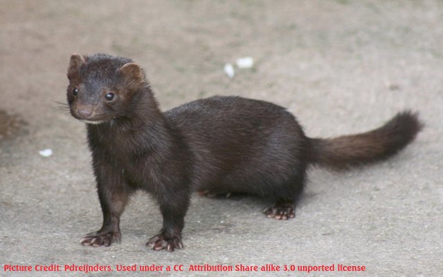 American Mink  Pdreijnders 3.0.jpg