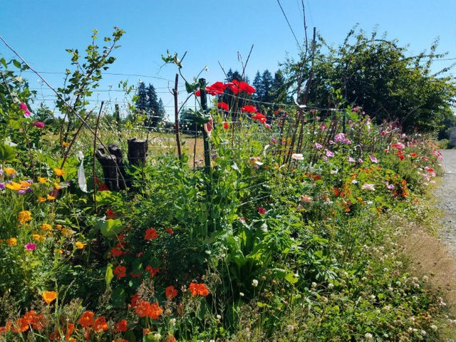 mixed-garden-perennial-annual-vegetables.jpg