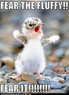 fd234b55ebd45869be71baa40ed9c498--angry-animals-to-cute.jpg