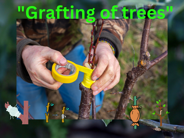 Grafting of trees.png