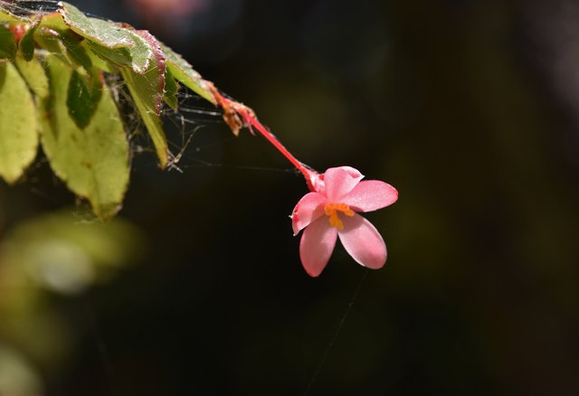 begonia flower spiderweb 1.jpg