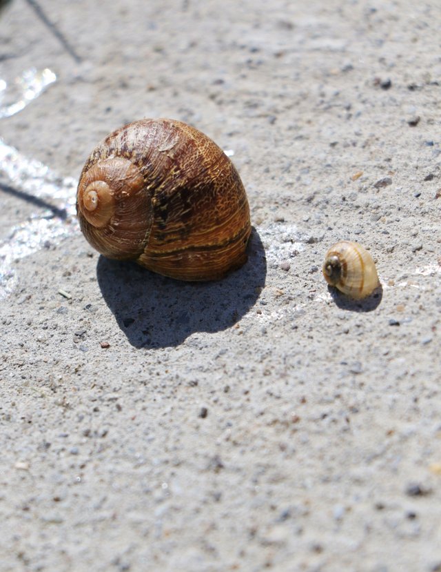 2E5A1692 Snails.jpg