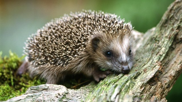 igel-tier-des-jahres-2024-100~2400x1350.jpg