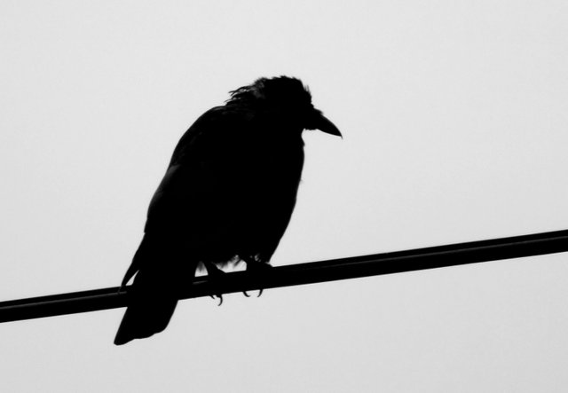 RD0216-Crow.jpg