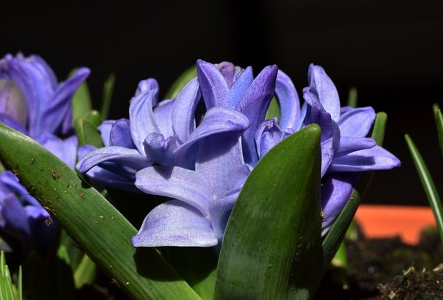 Hyacinth blue flower 3.jpg