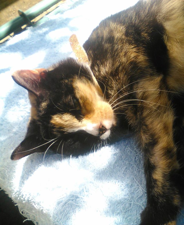 Cat Photography, Tinkerbell Garden Blue Towel Rest Sunbathing, June 1 2017.jpg