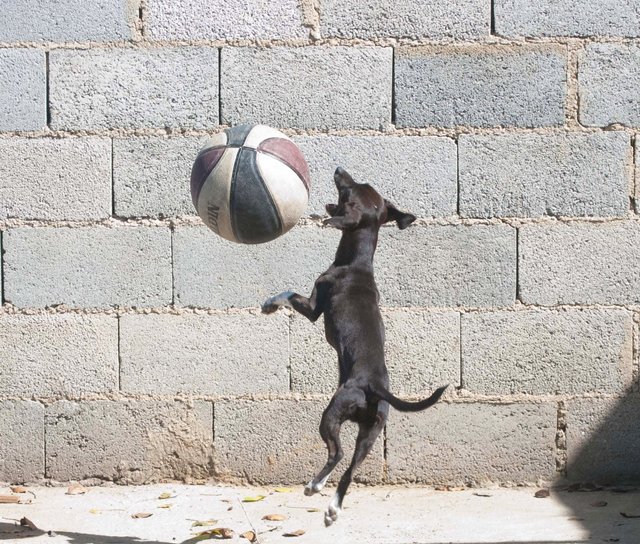 ball and dog 4.jpg