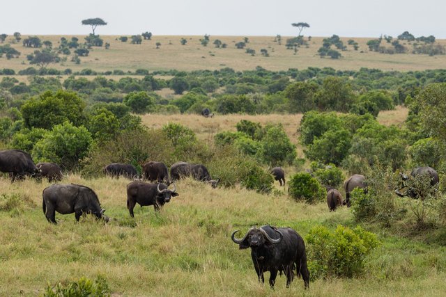 water-buffaloes-5797028_1280.jpg