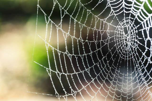 spider-silk-1287407_1280.jpg