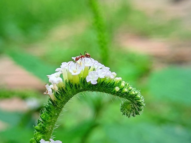 RIYAN_20240528_093625_🦋Macro Bee pro (LMC17) by Riyan (1).PORTRAIT (1).jpg