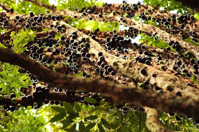 full-jabuticaba-tree.jpg