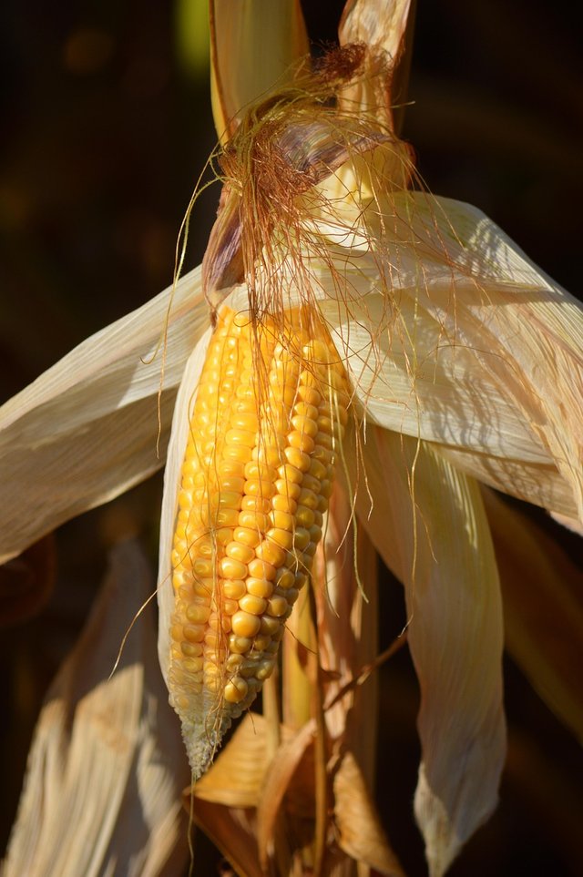 corn-7431091_1280.jpg