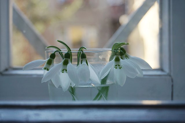 Snowdrops_Backdropdrops_s.jpg