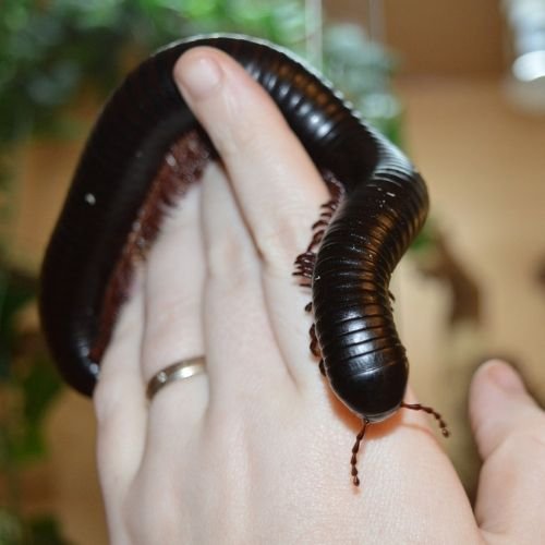 Giant-African-Millipede.jpg