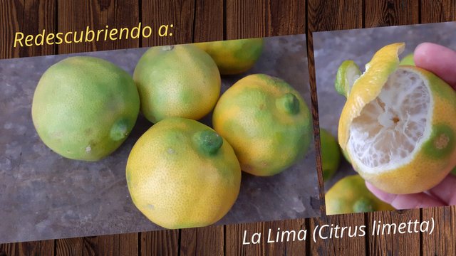 Citrus limetta o lima fruta_Inici-arte_Perú.jpg