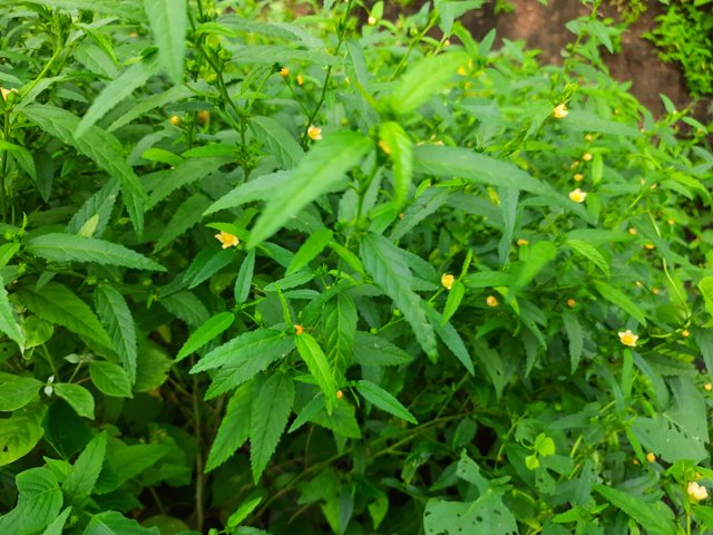20210910_081515.jpg