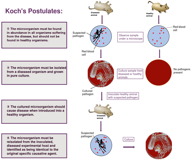 1280px-Koch's_Postulates.svg.png