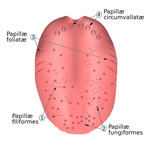 Papillae_on_tongue.svg.png