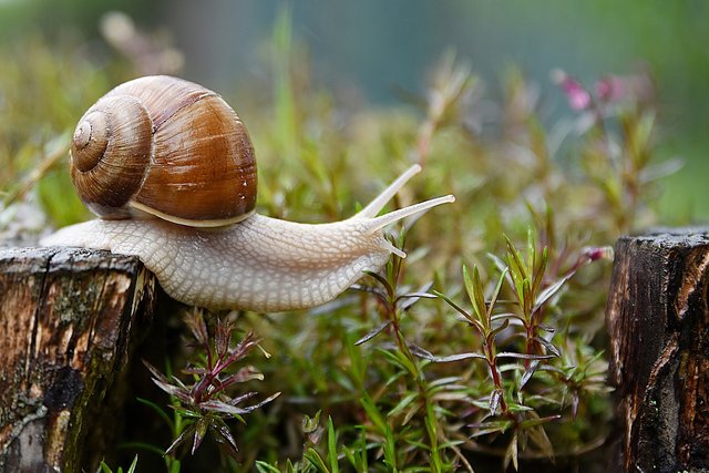 snail-4729777_1280.jpg