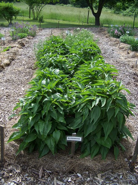 New Herb garden - Row 6 - echinacea crop June 2018.jpg