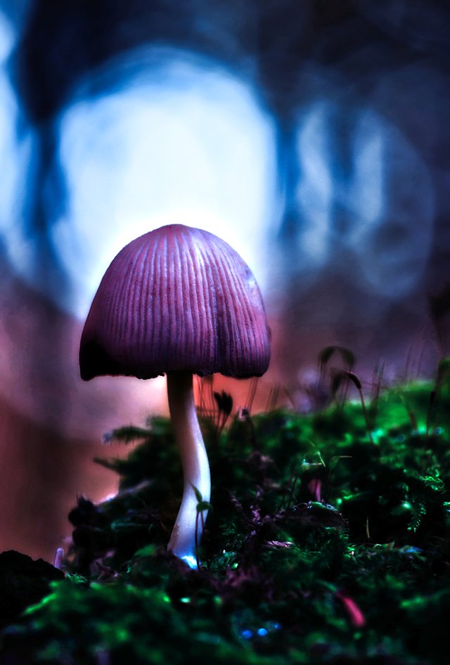 httpspixabay.comenmica-comatus-forest-mushroom-230347.jpg