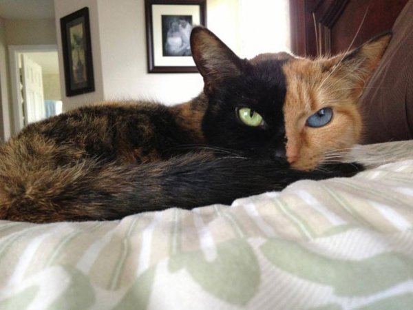 one-of-the-most-beautiful-cases-of-chimera-in-animal-world-1.jpg