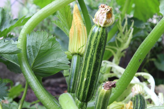 zucchini-3481078_1280.jpg