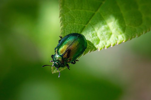 entomology-9502316_1280.jpg