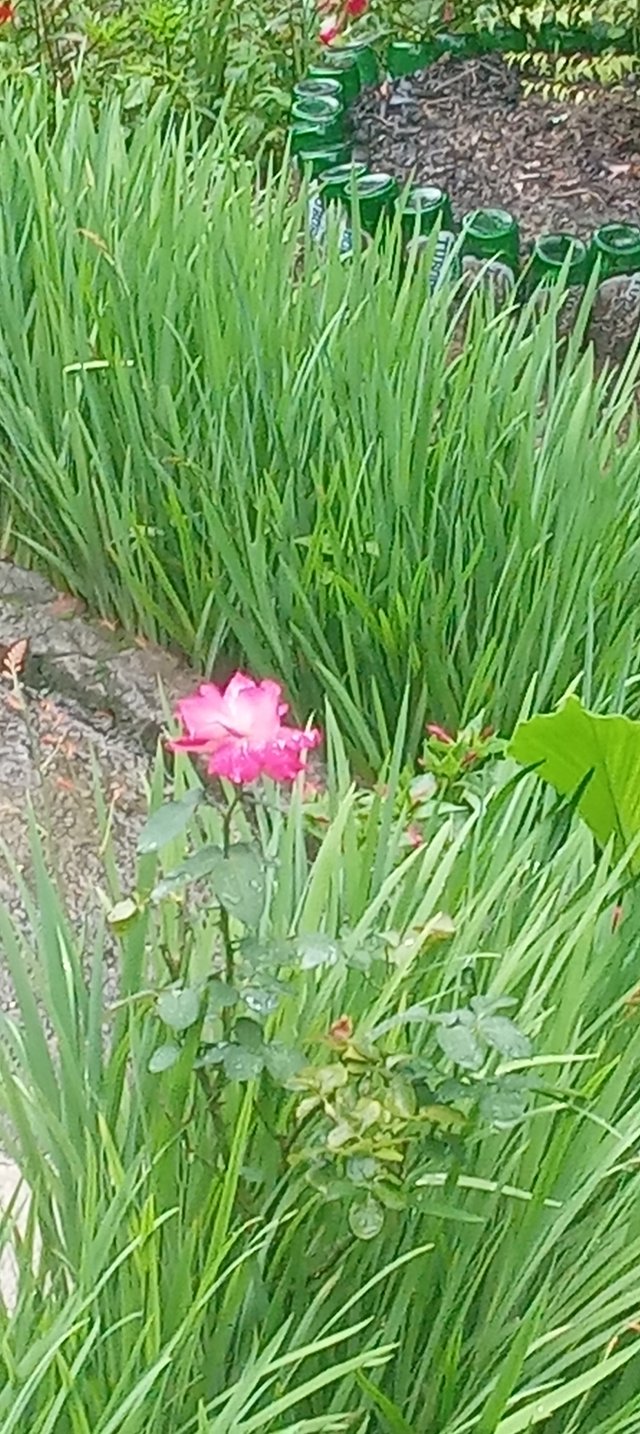 20250618_180021.jpg