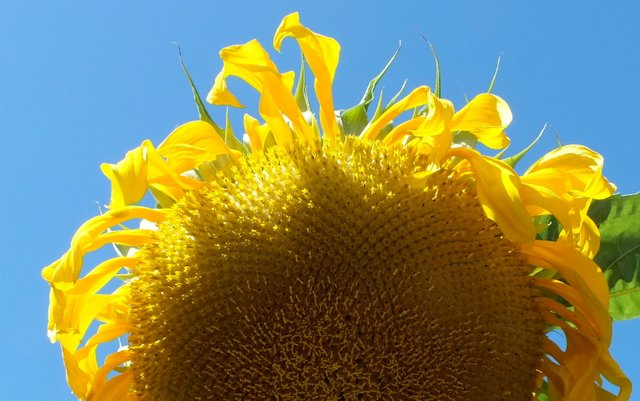0939-Sunflower.JPG