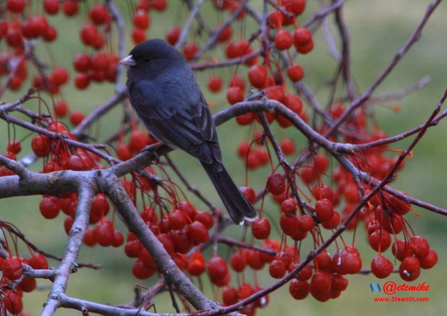 Dark-eyed Junco IMG_0139.JPG