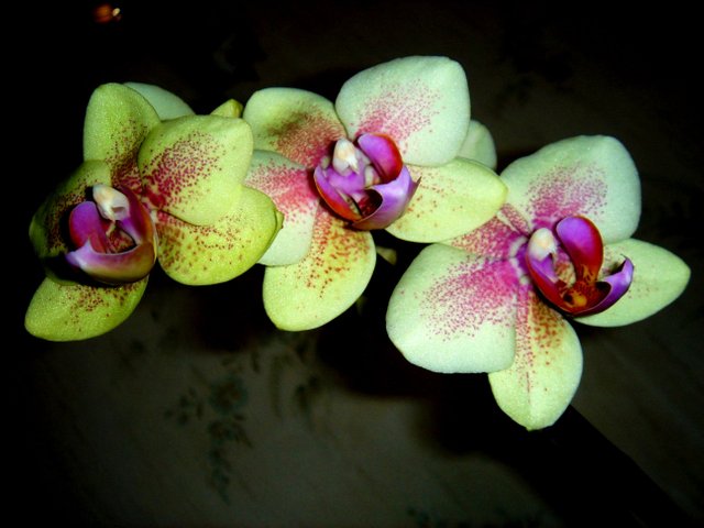 орхидея желтая.jpg