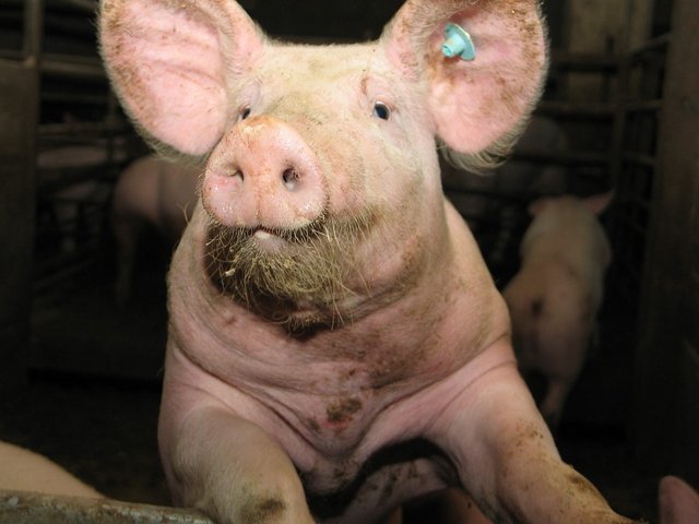 pig-545106_1280.jpg