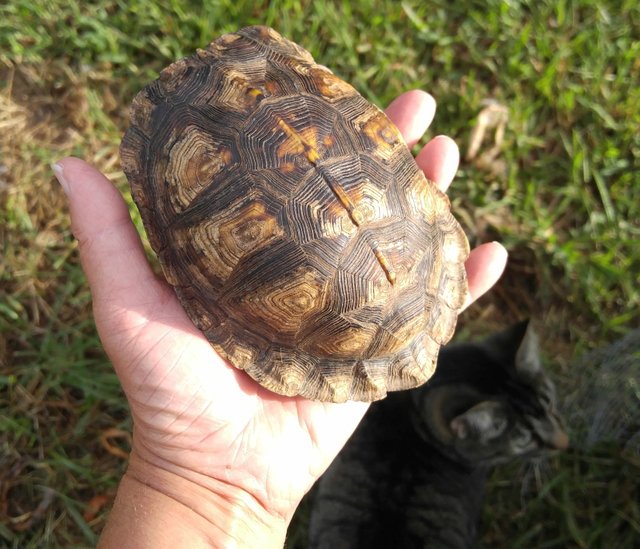 20160918_164952 - Eastern box turtle and Musica.jpg