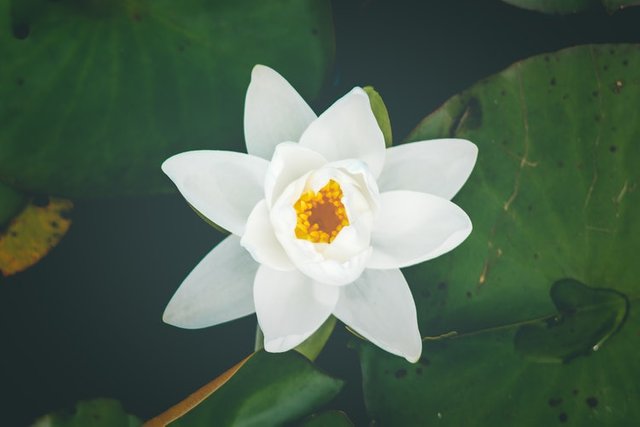 Star-Shaped Blossoms.jpg