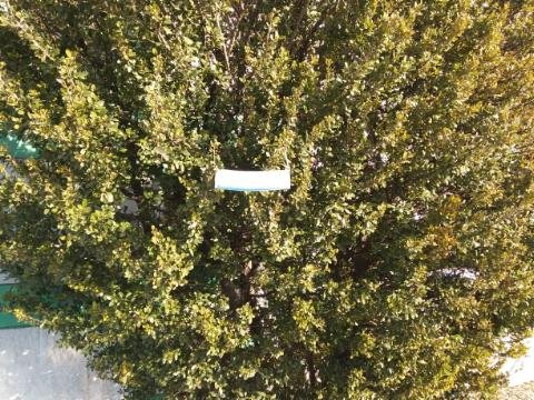 masked bush.jpg