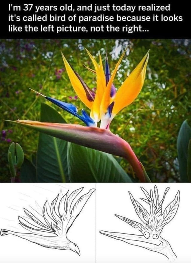 years-old-and-just-today-realized-s-called-bird-paradise-because-looks-like-left-picture-not-right.jpg