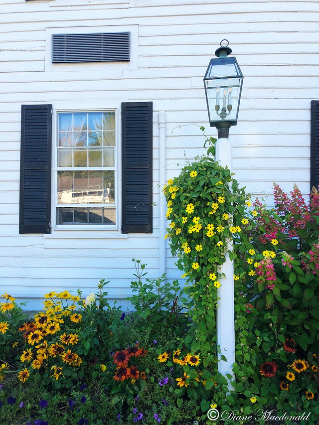 lamppost and flowers.jpg