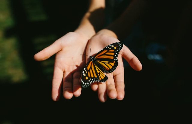 monarch-butterfly-in-childs-hands.jpg