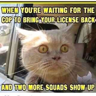 Cat waiting for license but cops show up.jpg