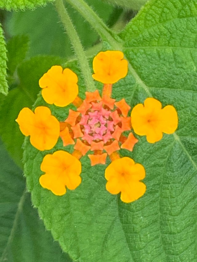 flower108.jpg