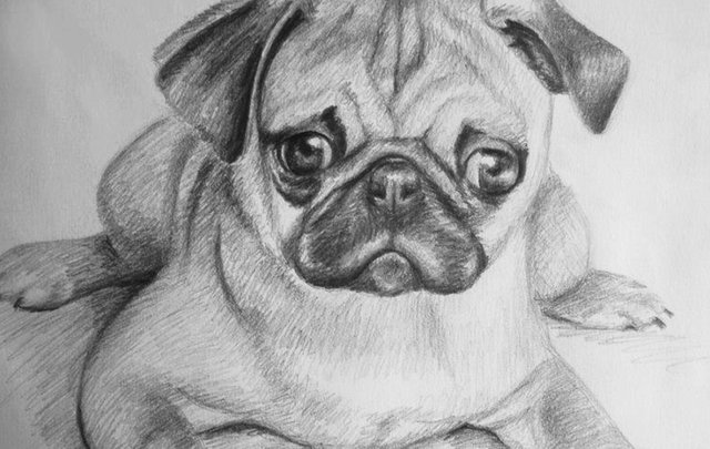 Dibujo de Adorable Pug — Steemit