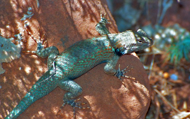 lizard 7x10.jpg