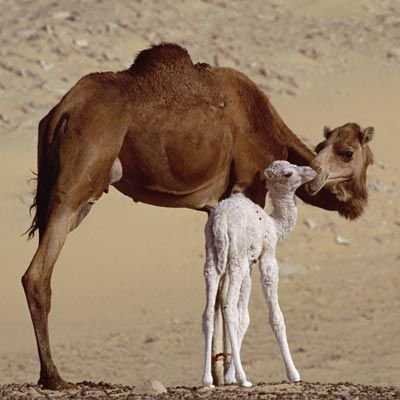 A camel .jpg